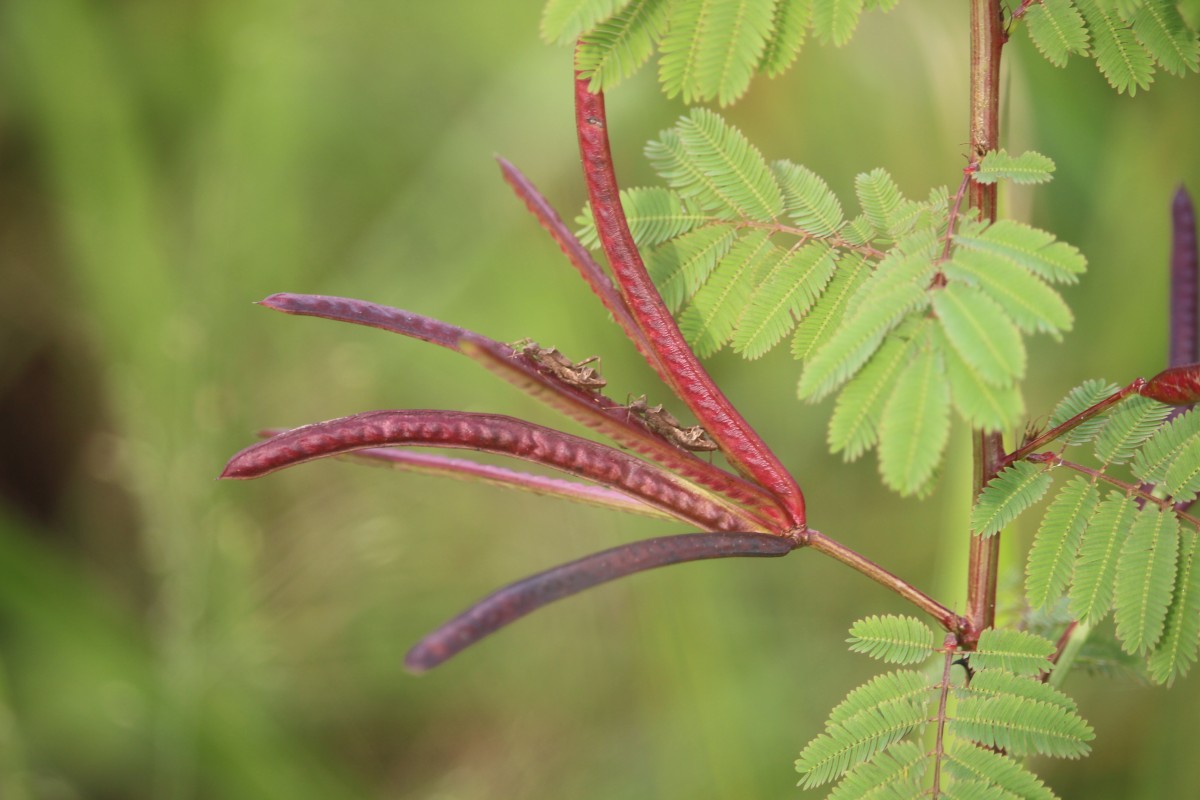 Desmanthus